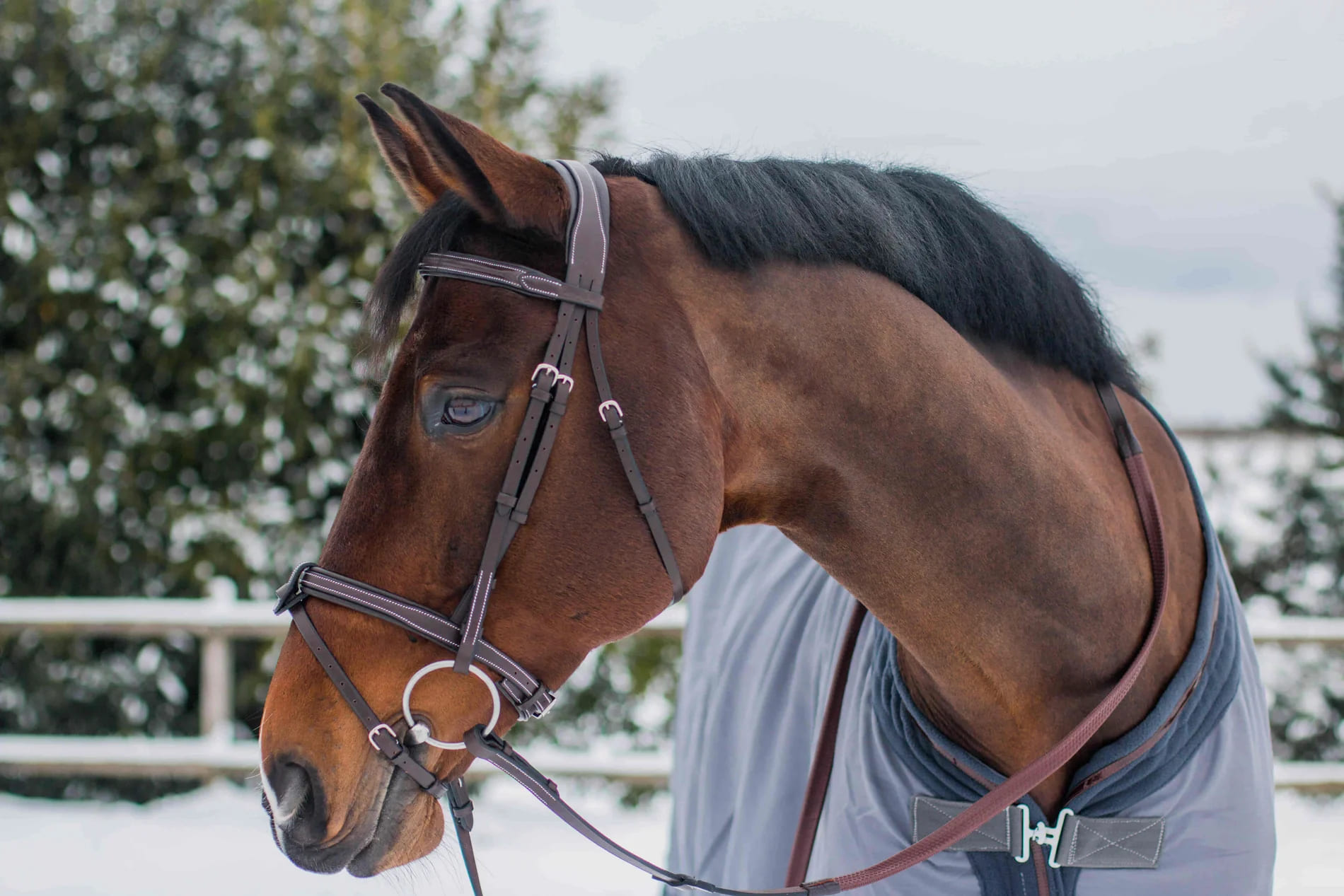 Bridles and halters