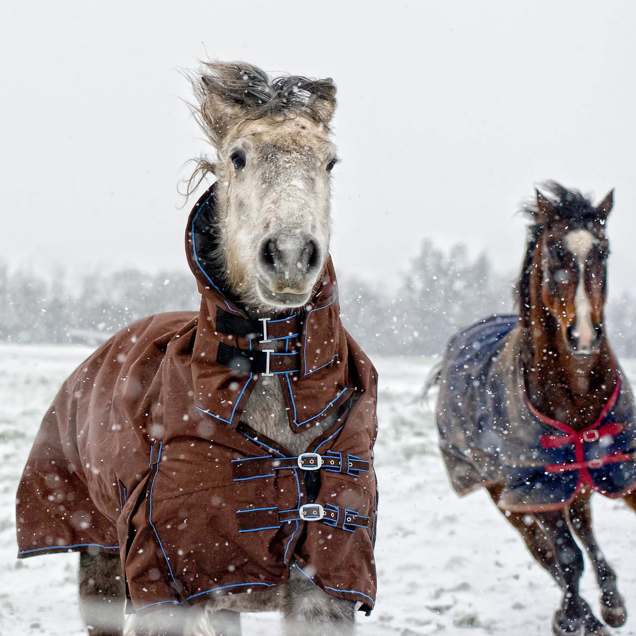 Horse rugs